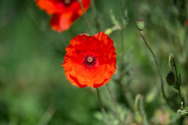 Hoste France 'da blume. Yüksek kalite fotoğraf