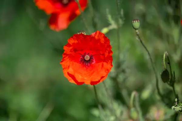 Hoste France 'da blume. Yüksek kalite fotoğraf