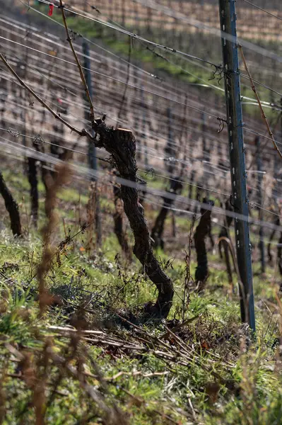 Almanya 'daki Moselle' de Alken 'de bir sarmaşık. Yüksek kalite fotoğraf