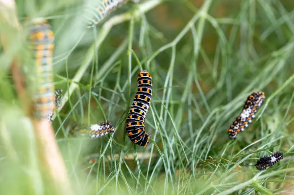 Kırlangıç isimli kelebeğin tırtılları. Yüksek kalite fotoğraf