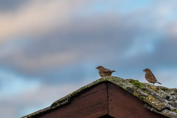 Amberg yakınlarındaki çatıda serçeler var. Yüksek kalite fotoğraf