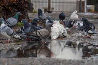 Bavyera 'nın Dingolfing kasabasının portresi. Yüksek kalite fotoğraf