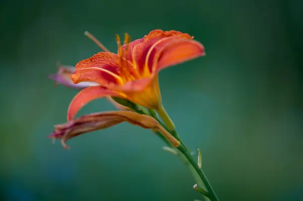 Yazın Brochenzell yakınlarında çiçek çayırı. Yüksek kalite fotoğraf