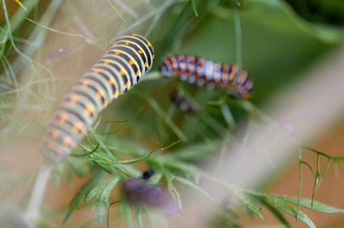 Kırlangıç kuyruklu bir kelebeğin tırtılı. Yüksek kalite fotoğraf