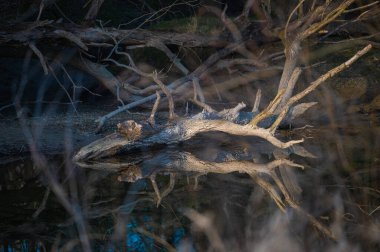 Neuburg am Rhein yakınlarındaki suda ayna görüntüsü. Yüksek kalite fotoğraf