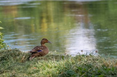 La Wantzenau ve Der III.