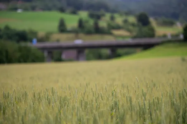 Görüntü, ön planda keskin odaklı olgunlaşan buğday saplarından oluşan canlı bir yeşil alan içeriyor. Arka plan hafifçe bulanık, uzun, modern beton bir köprü ortaya çıkarıyor. Muhtemelen bir viyadük.
