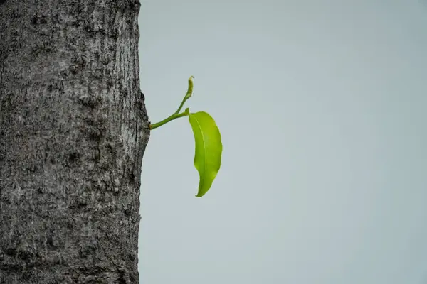 Young trees sapling growing on trunk of tree on white background, new life or rebirth concept