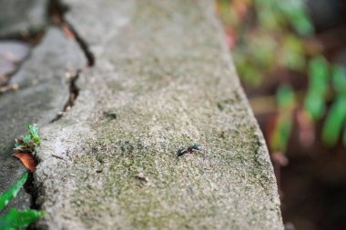 Çimento yüzeyinde makro karınca görüntüsü