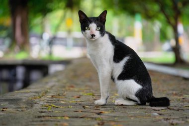 Beton zeminde oturan siyah beyaz kedi.