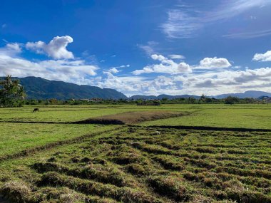 Dağ manzarası, yeşil pirinç tarlası. İnek. Mavi gökyüzü. bulut