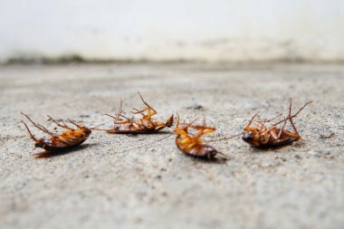 Hamamböceğinin çimentodaki seçici odağı