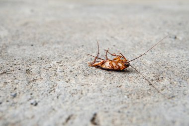 Hamamböceğinin çimentodaki seçici odağı