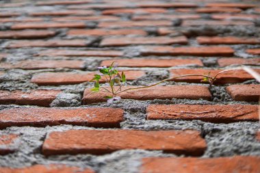 Eski tuğla duvarda büyüyen bitki.