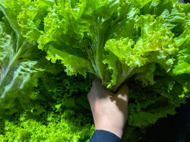 Yeni toplanmış taze marul yapraklarıyla el ele tutuşuyorlar.