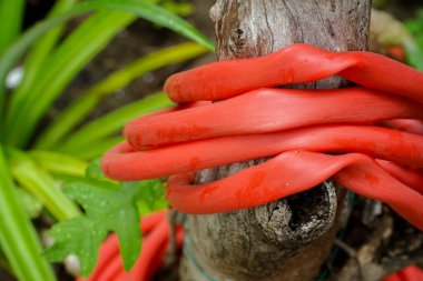 Bir yığın kırmızı bahçe hortumu. Lastik bahçe hortumu.