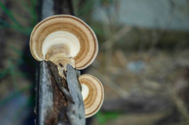 Ormandaki mantarı kapat, seçici odaklan..