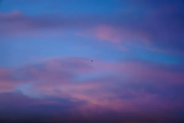 Bird fly at the evening sky with clouds at sunset in the beginning of the night. twilight
