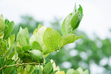 Yağmurdan sonra ağaçta taze yeşil kireç.