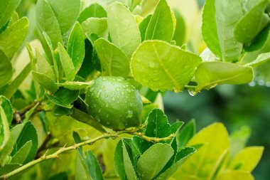 Yağmurdan sonra ağaçta taze yeşil kireç.
