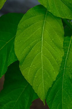 tatlı su damla yağmur sonra yeşil git