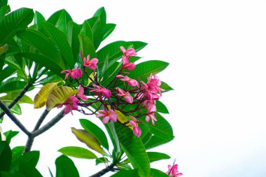 Bahasa Endonezya 'da Kamboja olarak da adlandırılan güzel frangipani çiçeği beyaz arka plan ve yeşil yaprakla