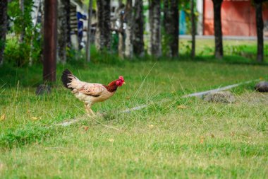 Çiftliğin bahçesinde yürüyen tavuklar. Yeşil çimenler. kopyalama alanı ile
