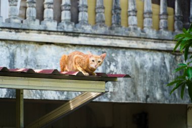 Çatıdaki turuncu kedi bir şeye bakıyordu.