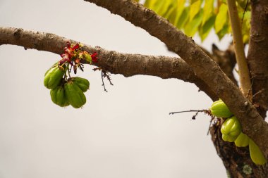 Sebze Denizyıldızı, Sebze Yıldız Meyvesi genellikle mutfak malzemeleri için kullanılır, sebze deniz meyvesi çeşitli yemek malzemelerinde de kullanılabilir. Fotokopi alanı. beyaz arkaplan