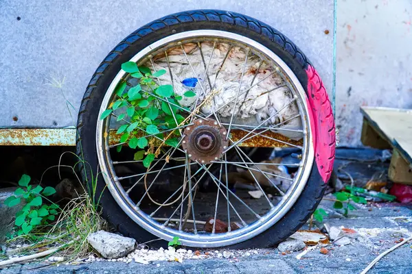 Old abandoned motorcycle tire, motorcycle tire. Vintage or mechanical photo concept. and green leave grow inside it