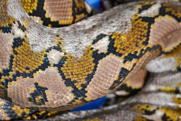 python snake close-up. snake skin. snake body