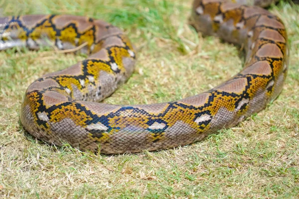 python snake close-up. snake skin. snake body