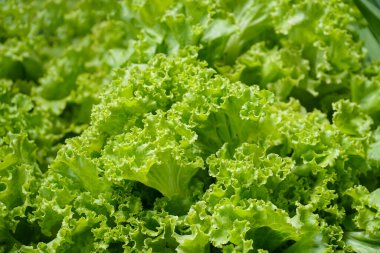 Taze marulu kapat. (Salata Kasesi Yeşil Organik) Taze marul yaprakları, kapatın..