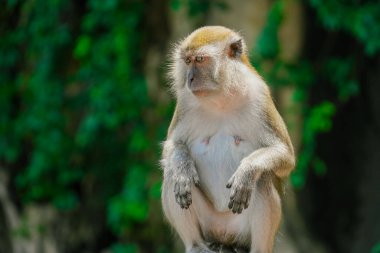 Fotokopi alanı olan yeşil yaprakların bulanık arka planına sahip bir maymun.