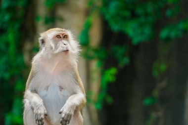 Fotokopi alanı olan yeşil yaprakların bulanık arka planına sahip bir maymun.