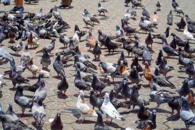 Bir sürü güvercin yemek için toplanıyor. Bir grup güvercin yemek için kavga ediyor. Malezya 'nın Batu Mağaraları adlı turistik yerlerinden birinde bir sürü güvercin var.