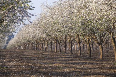 Beautiful almond garden, rows of blooming almond trees orchard in a kibbutz in Northern Israel, Galilee in february, Tu Bishvat Jewish holiday