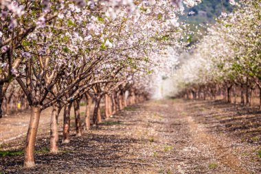 Beautiful almond garden, rows of blooming almond trees orchard in a kibbutz in Northern Israel, Galilee in february, Tu Bishvat Jewish holiday