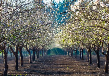 Beautiful almond garden, rows of blooming almond trees orchard in a kibbutz in Northern Israel, Galilee in february, Tu Bishvat Jewish holiday