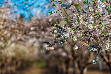 Beautiful almond garden, rows of blooming almond trees orchard in a kibbutz in Northern Israel, Galilee in february, Tu Bishvat Jewish holiday