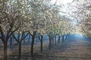 Beautiful almond garden, rows of blooming almond trees orchard in a kibbutz in Northern Israel, Galilee in february, Tu Bishvat Jewish holiday