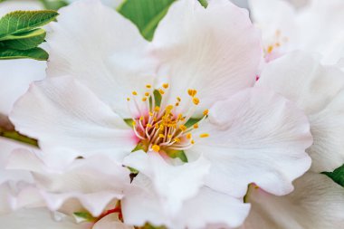 Closeup of beautiful white pink flowers of a blossoming almond tree in an almond garden orchard in a kibbutz in Northern Israel, Galilee in february, Tu Bishvat Jewish holiday