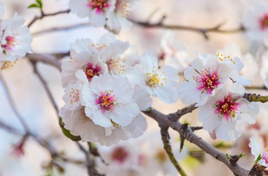 Closeup of beautiful white pink flowers of a blossoming almond tree in an almond garden orchard in a kibbutz in Northern Israel, Galilee in february, Tu Bishvat Jewish holiday