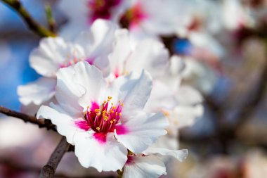 Closeup of beautiful white pink flowers of a blossoming almond tree in an almond garden orchard in a kibbutz in Northern Israel, Galilee in february, Tu Bishvat Jewish holiday