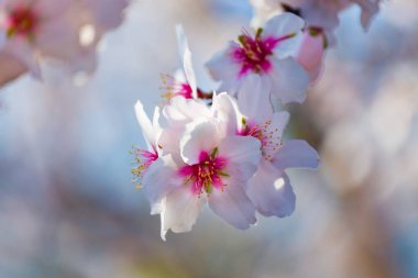 Closeup of beautiful white pink flowers of a blossoming almond tree in an almond garden orchard in a kibbutz in Northern Israel, Galilee in february, Tu Bishvat Jewish holiday