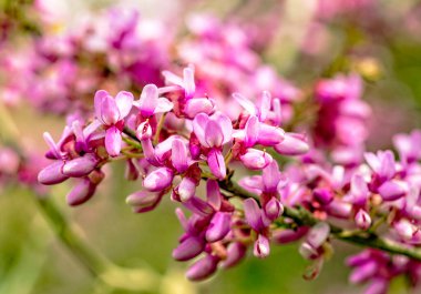 Cercis siliserum ya da Judas ağacı, güzel pembe çiçeklerle açan süs ağacı. Doğu kızıl tomurcukları bahar zamanı çiçek açar. Yumuşak odaklı, bulanık arkaplan. İsrail 'de bahar