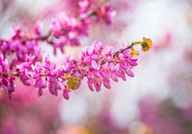 Cercis siliserum ya da Judas ağacı, güzel pembe çiçeklerle açan süs ağacı. Doğu kızıl tomurcukları bahar zamanı çiçek açar. Yumuşak odaklı, bulanık arkaplan. İsrail 'de bahar