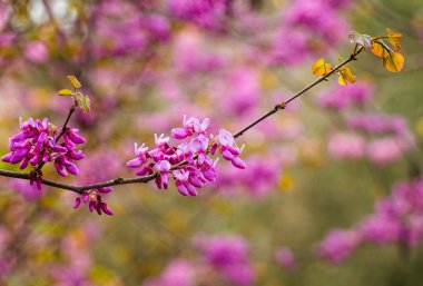 Cercis siliserum ya da Judas ağacı, güzel pembe çiçeklerle açan süs ağacı. Doğu kızıl tomurcukları bahar zamanı çiçek açar. Yumuşak odaklı, bulanık arkaplan. İsrail 'de bahar