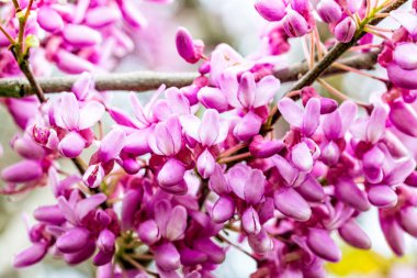 Cercis siliserum ya da Judas ağacı, güzel pembe çiçeklerle açan süs ağacı. Doğu kızıl tomurcukları bahar zamanı çiçek açar. Yumuşak odaklı, bulanık arkaplan. İsrail 'de bahar