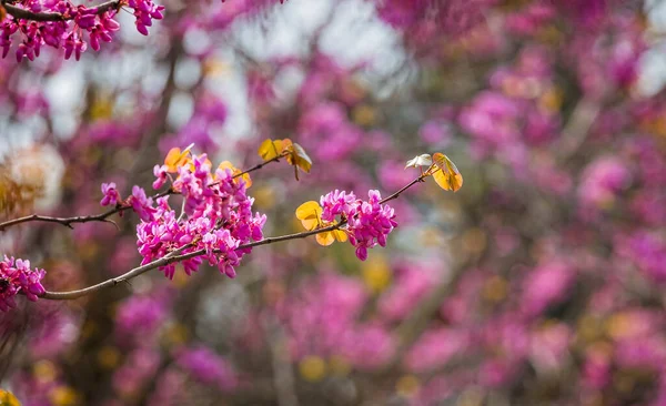 Cercis Siliquastrum Vagy Júdás Díszfa Virágzik Gyönyörű Rózsaszín Színű Virágok — Stock Fotó
